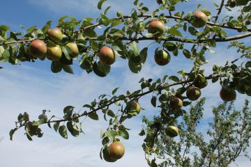 Äpfel, Birnen und Walnüsse frisch vom Baum – Ernten und Naschen auf Würzburgs Streuobstwiesen erlaubt - Image